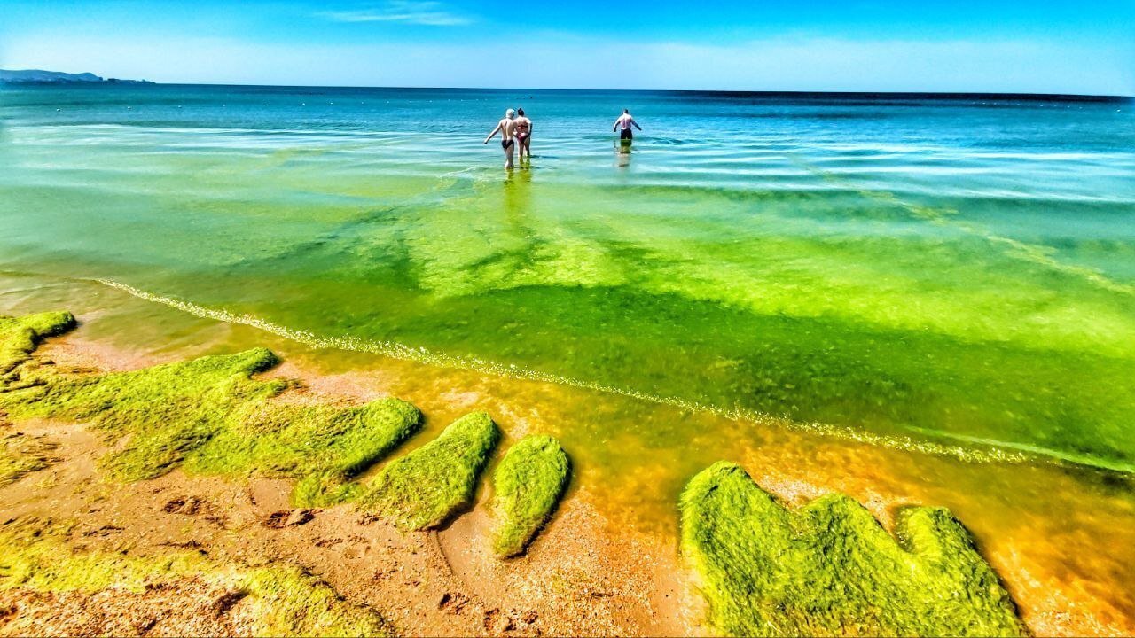 Цветение моря в анапе фото