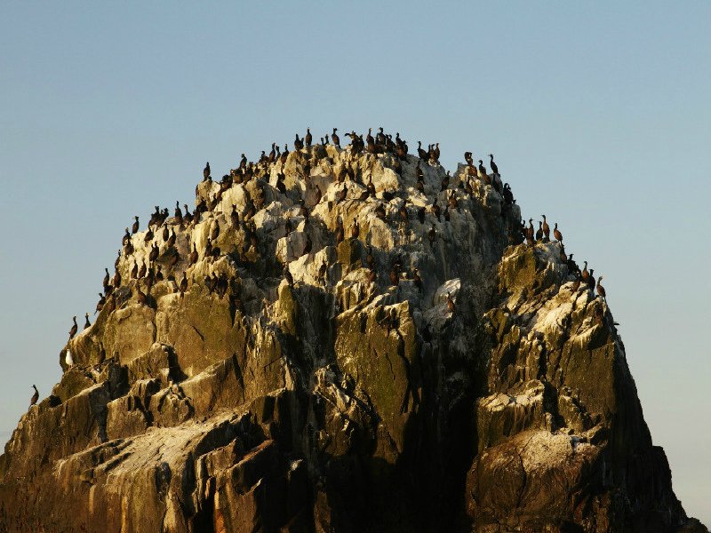 Остров Топорков — настоящее гнездовье птиц