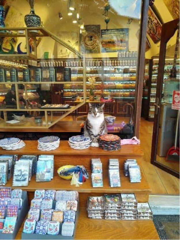 Кошка в магазине