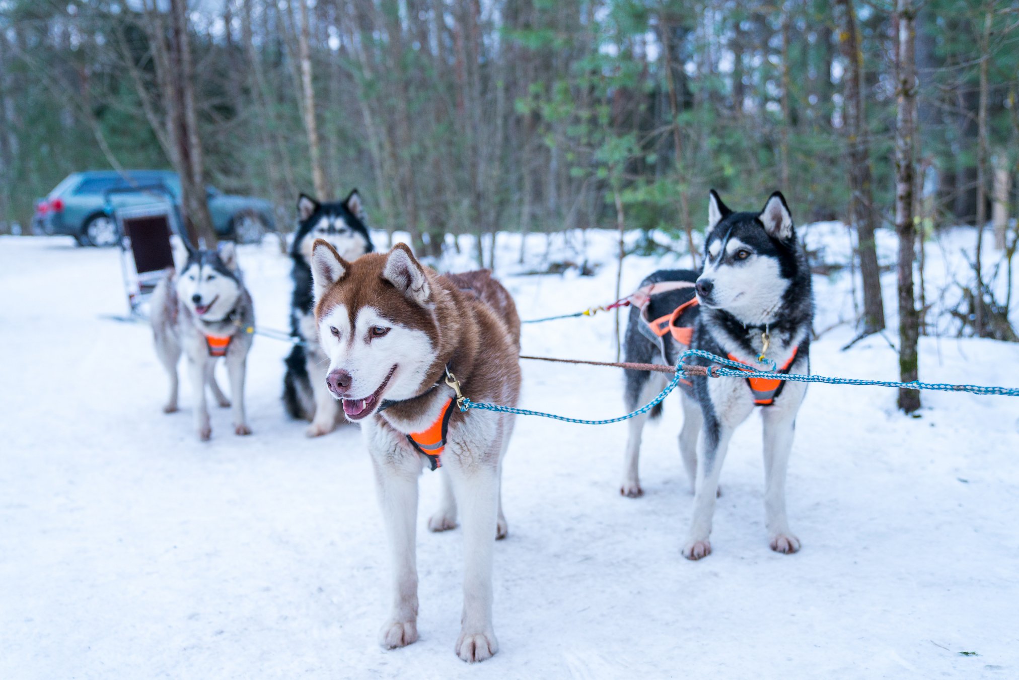 selective-focus-closeup-of-a-group-of-husky-sled-dogs-in-the-snow (1).jpg