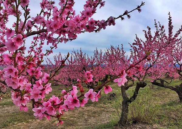 Цветение персиковых садов в Крыму весной