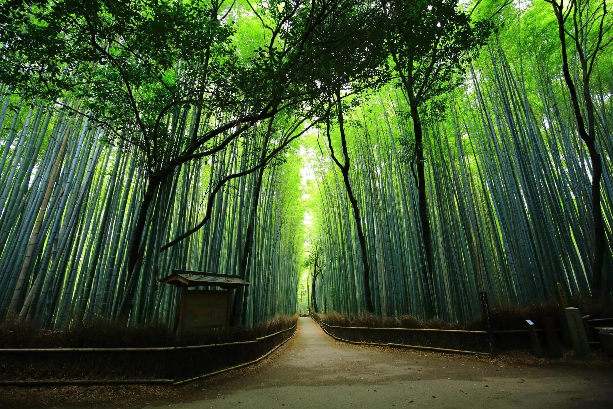 Бамбуковая роща Сагано в Киото