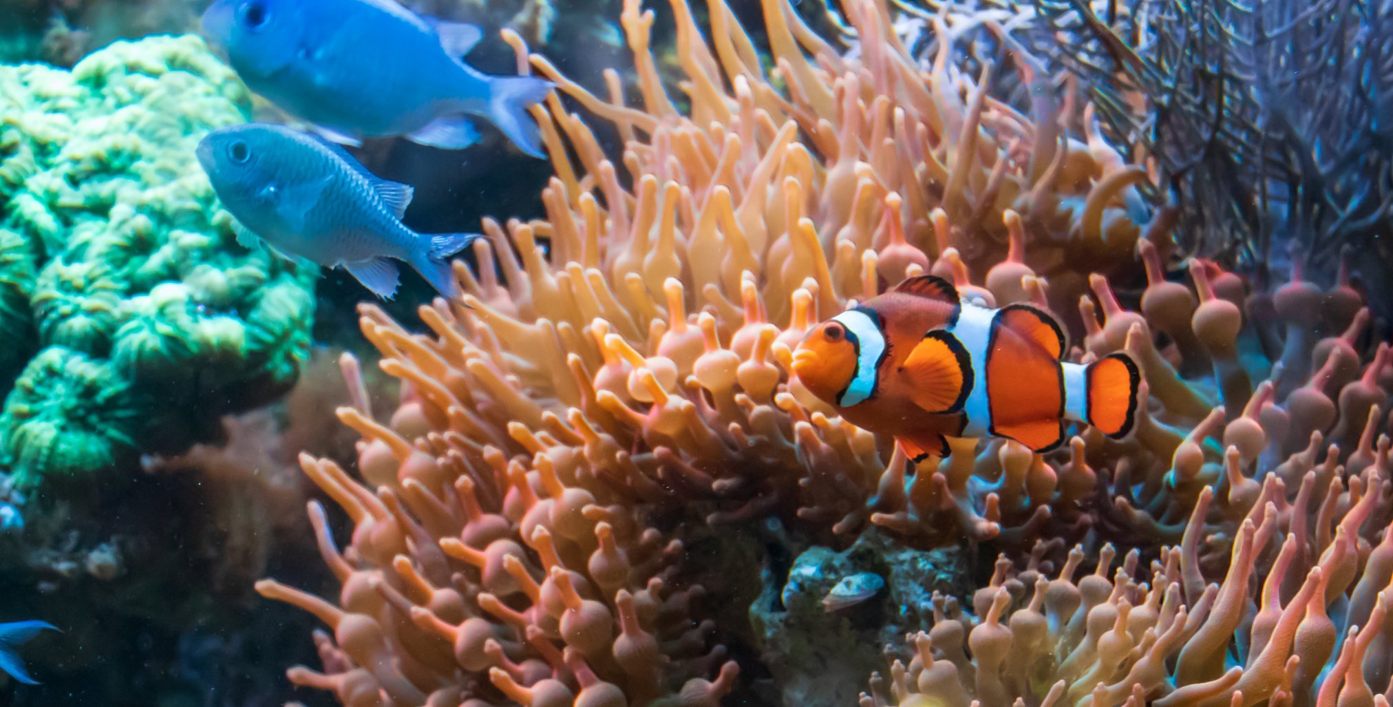 beautiful-clown-fish-and-blue-malawi-cichlids-swimming.jpg