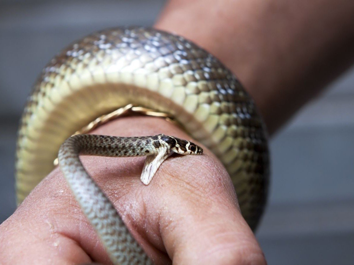 К чему снится кусает змея за ногу. Facts about Snakes.