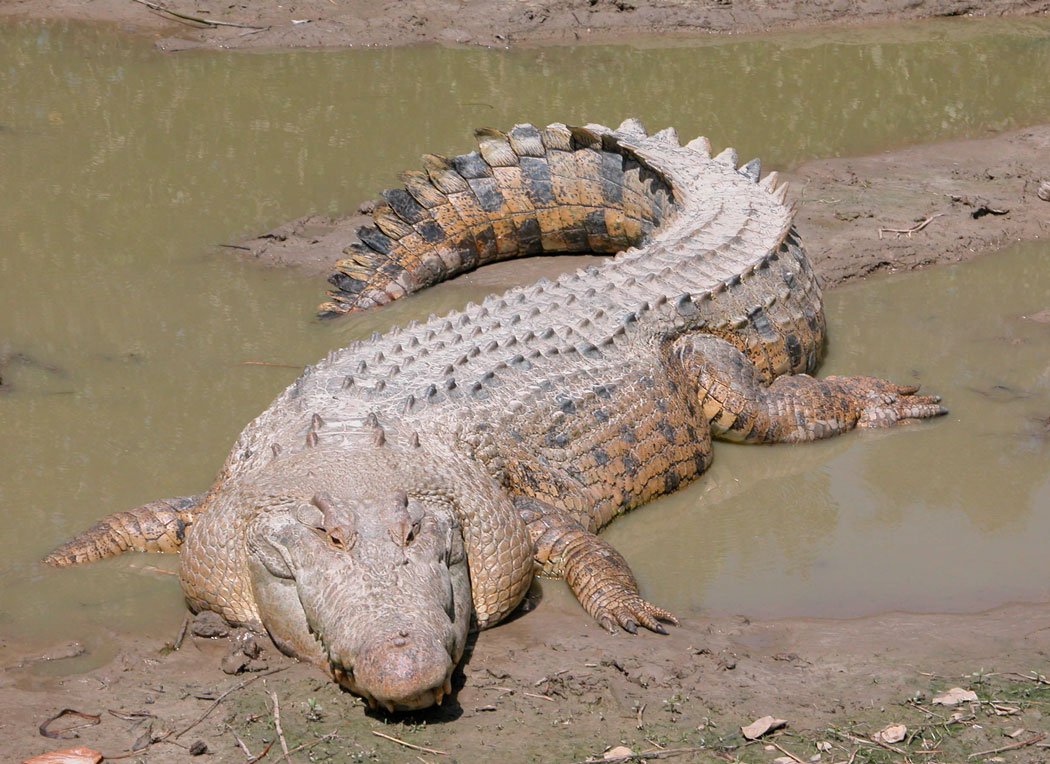Крокодил в террариуме 