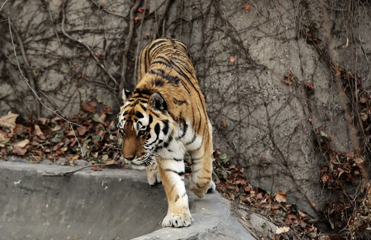 китайский тигр.png